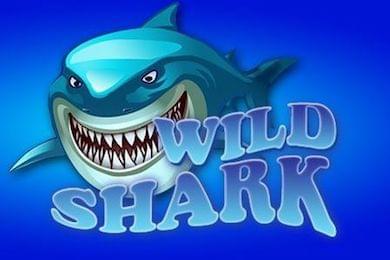 Wild Shark